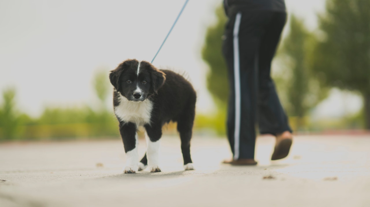Abyste to psa naučili , měli byste ho co nejčastěji brát na procházky, a když tam bude dělat svou práci - odměňte ho.